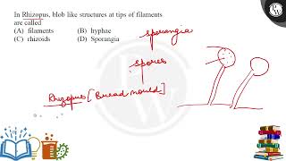 In Rhizopus blob like structures at tips of filaments are called [upl. by Inasah]