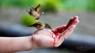 Hand feeding Hummingbirds [upl. by Thay880]