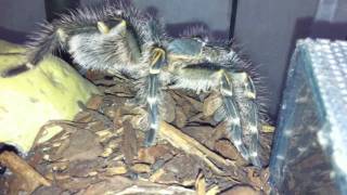 Vogelspinne beim fressen Aphonopelma seemanni Gestreifte GuatemalaVogelspinne [upl. by Aisaim]