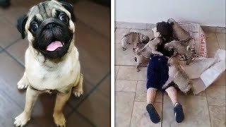 Funniest and Cutest Pug Dog Videos Compilation 🥰🐶  Cute and Funny Pug Puppies  Funniest Pug Ever [upl. by Atonsah]