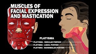 MUSCLES OF FACIAL EXPRESSION AND MASTICATION [upl. by Sewell]