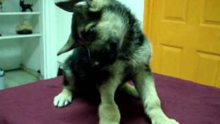 Sindrome Vestibular Brandy  Hospital Veterinario santa Fe [upl. by Bailey]