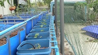 Aquaponics Dutch Buckets [upl. by Ilana]