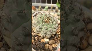 Gymnocalycium Stellatum from seedling gymnocalycium cactus cactaceae [upl. by Eibocaj269]