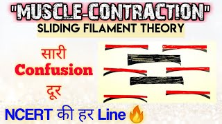 quotMuscle Contractionquot सबसे Easy Video 🔥🔥 Sliding Filament Theory  Ncert की हर Line होगी Cover 😎 [upl. by Deni]