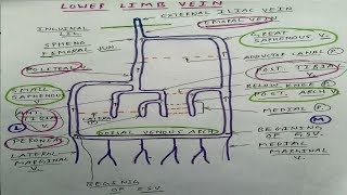 Veins of Lower Limb  3 Diagram  TCML [upl. by Eelnodnarb771]