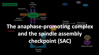 Spindle assembly checkpoint [upl. by Ric]