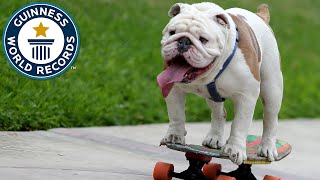 Otto the skateboarding bulldog  Guinness World Records [upl. by Acinot]