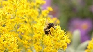 Neonicotinoids The New DDT [upl. by Ynatil]