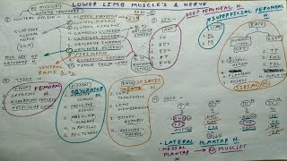 Lower Limb Muscles and these Nerve Supply  2  Obturator Femoral Sciatic Tibial Nerve [upl. by Acirt]