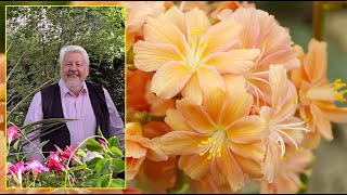 LEWISIA  UN ADORABLE PETIT BIJOU VÉGÉTAL À CULTIVER EN POT OU EN ROCAILLE Le Quotidien du Jardin [upl. by Compte]