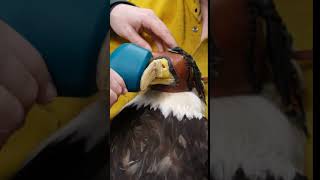 Eagle Laser Therapy [upl. by Sinnel]