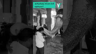 கடவுள் இருக்காரா இல்லையா trending kundrakudi elephantdeath facts [upl. by Yemrej]