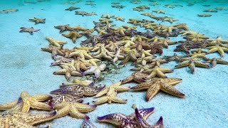 Time lapse North Pacific Starfish [upl. by Frechette]