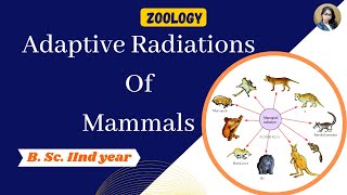 Adaptive Radiation of mammals in Hindi  B Sc 2nd year  Zoology [upl. by Jesus]