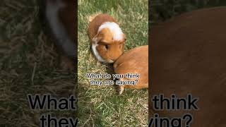 Guinea pig squeaking ASMR ￼ guineapig pets shorts dog [upl. by Pascia581]