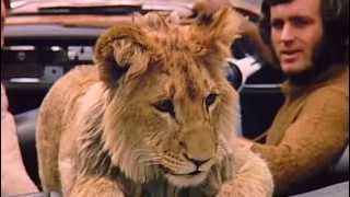 A lion called Christian The whole Documentary Full length [upl. by Ttreve]