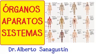 Órganos Aparatos y Sistemas introducción  Cuerpo humano [upl. by Montana]