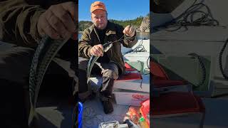 Fishing makrell in norway fishing sailboat sailing boating fish [upl. by Hutchinson248]