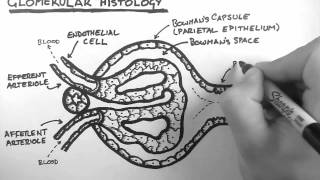 Renal Anatomy 3  Glomerular Histology [upl. by Aliet96]