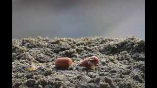 Time Lapse Video Germination of Seed [upl. by Kinna512]