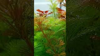 레드카붐바와 그린카붐바의 조화로움 Cabomba furcata aquarium Aquascaping shorts [upl. by Rubens]