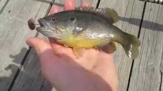 Sunfish Fishing for Bluegill Pumpkinseed Green Sunfish and Warmouth [upl. by Kameko742]