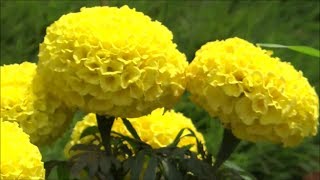 Beautiful Flowers  Tagetes Erecta  African Marigold Yellow Color [upl. by Byler]