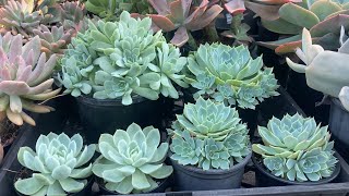 Echeveria Glauca vs Echeveria Elegans Mexican Snowball quick overview and growing tips [upl. by Kriste]