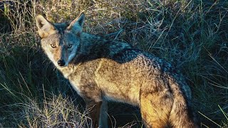 Port Aransas residents see increased coyote sightings as city construction grows [upl. by Tuddor]