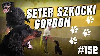 Darz Bór odc 152  Poznajemy rasy psów myśliwskich  Seter Szkocki Gordon [upl. by Rukna]