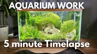 Aquarium Work 5 Minute Timelapse Blue Dream Shrimp [upl. by Haneehs]