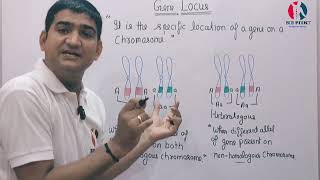 GENE LOCUS  HOMOLOGOUS  HETEROLOGOUS  Homozygous Vs Heterozygous genetics gene [upl. by Yelyab]