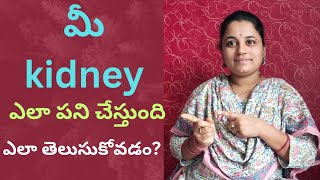 మీ kidney ఎలా పని చేస్తుందిkidney lo రాళ్ళు ఎందుకు వస్తాయిkidneyhealthkidneystonesubscribe [upl. by Marder]