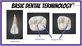 BASIC DENTAL ANATOMY  TEETH FORMULAE LANDMARKS CUSPS TUBERCLE RIDGES FOSSA [upl. by Voccola698]