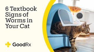 6 Signs of Worms in Cats Textbook Symptoms to Watch For  GoodRx [upl. by Ahseym]