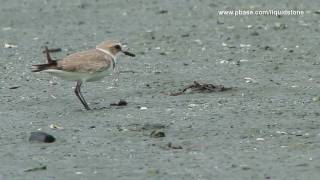 Kentish Plover Charadrius alexandrinus [upl. by Ika]