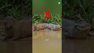 Do Crocodiles Eat Capybaras 😱 [upl. by Eciuqram]