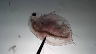 Daphnia Beating Heart  2019 [upl. by Puiia380]