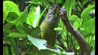 New Zealand Birds Bellbird Anthornis melanura singing [upl. by Ilera]