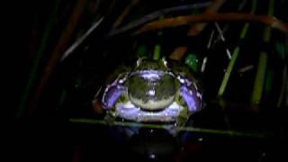 Barking Treefrog Hyla gratiosa calling [upl. by Rizika404]