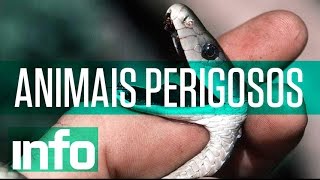 Os 5 animais mais perigosos do mundo [upl. by Llenwahs630]