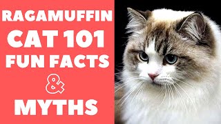 Ragamuffin Cats 101  Fun Facts amp Myths [upl. by Ayotnom649]