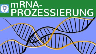 m RNAProzessierung  Genetisches System amp Proteinbiosynthese bei Eukaryoten einfach erklärt [upl. by Fidele94]