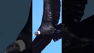 ✈️ Freestyle Andean Condor Vulture shorts [upl. by Meagher]