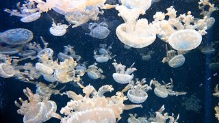 Jellyfish White Spotted Sea Jellyfish Video  Jelly Fish Video  Floating Bell Jellyfishes Video [upl. by Belloir]