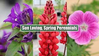 May Blossoms Meet 8 Stunning SunLoving Perennials in Full Bloom [upl. by Javier]