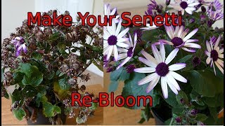 How To Cut Back A Senetti [upl. by Esinned674]