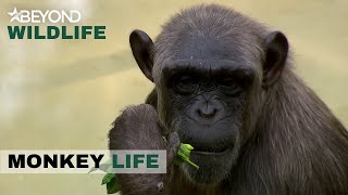 S11E18  The Passing Of One Of The Parks Iconic Characters  Monkey Life  Beyond Wildlife [upl. by Aklog]