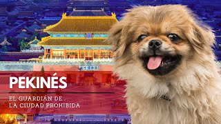 Perro Pekinés Todo sobre la histórica raza China  Terránea [upl. by Lavery]